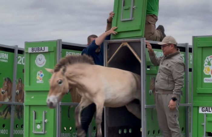 В Казахстан прибыла вторая группа лошадей Пржевальского