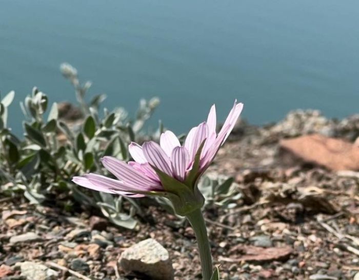 Новый подход к туризму в Казахстане: туристам подарят бесплатные SIM-карты и улучшат транспортные услуги