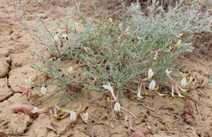 В Индерском районе нашли «траву бессмертия»