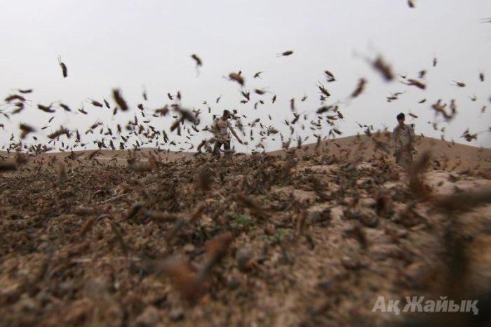 Нашествие саранчи в ЗКО: специалисты говорят о пике популяции за 10 лет