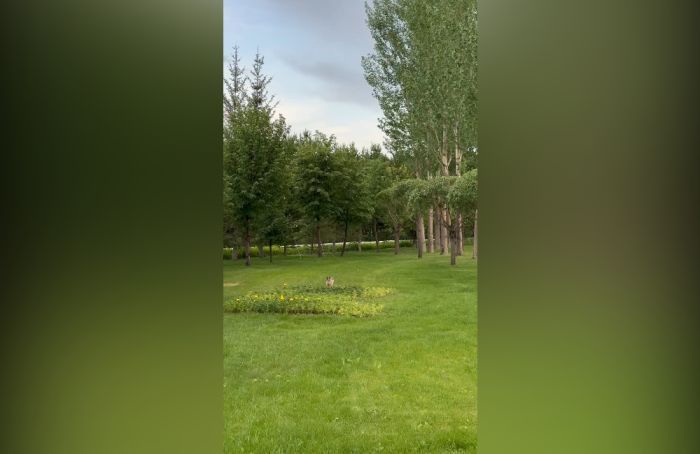В саду Акорды живёт заяц