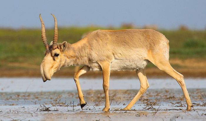 Казахстан подарит Китаю 1,5 тысячи сайгаков