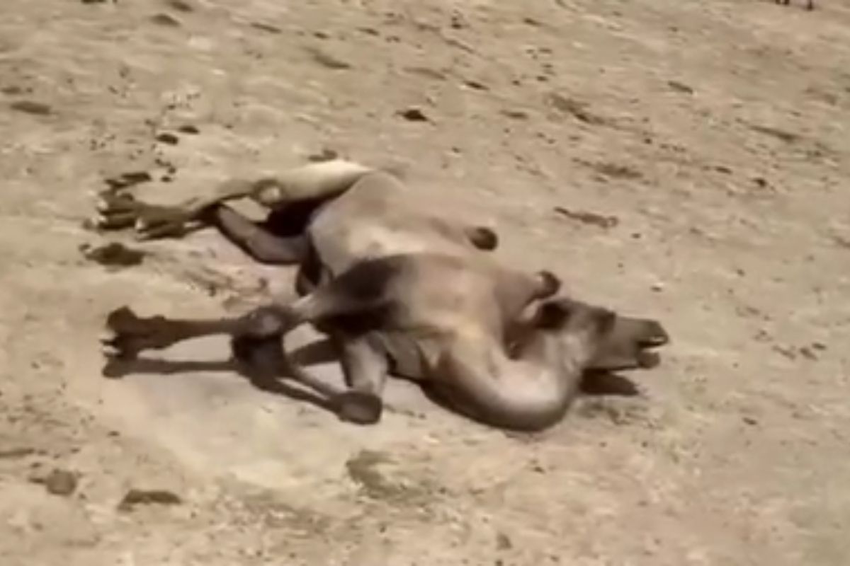 скриншот видео скриншот видео