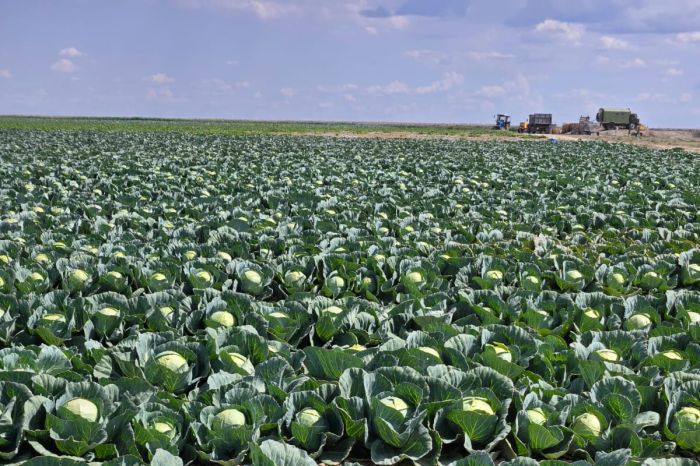 ​В Атырау завезли первые овощи с полей