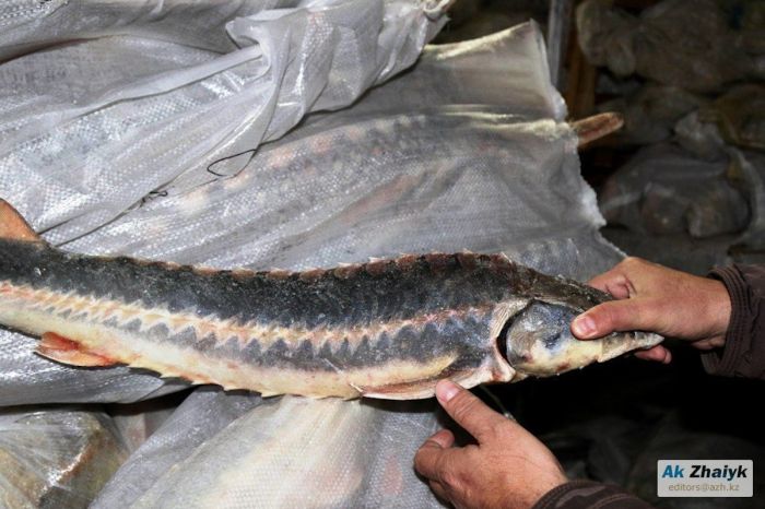 ​В Атырау суд вернул обвиняемой по делу об осетре 90 000 долларов и 4 640 евро