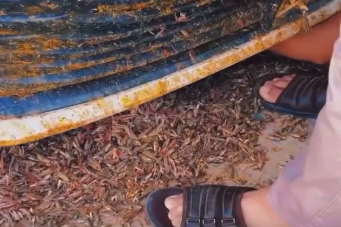 Итальянский десант: саранча обложила Кызылкогинский район