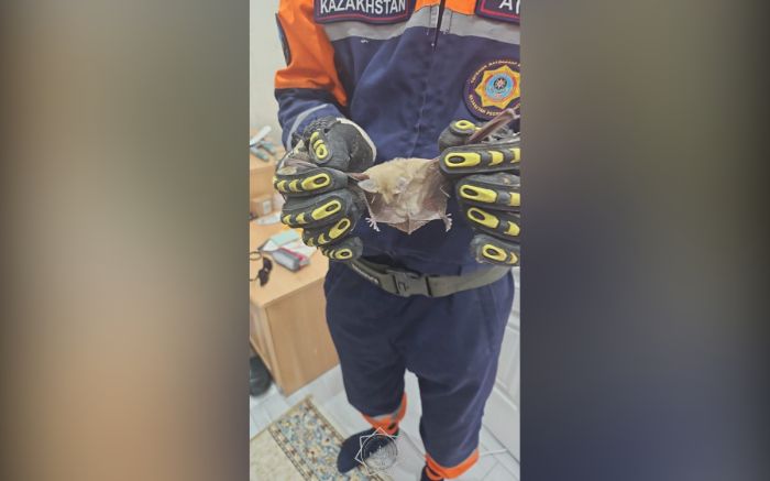Спасатели помогли летучей мыши в Атырау