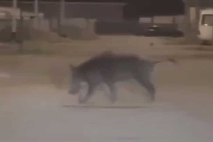 Дикий кабан разгуливал по селу Қызылбалық?
