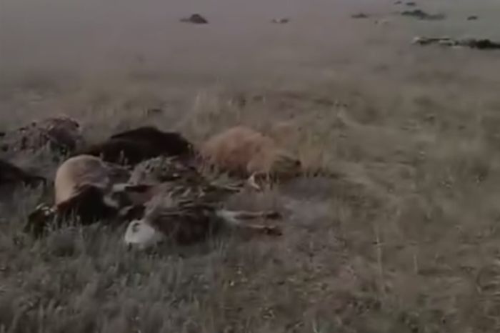 В Карагандинской области зафиксирован массовый падёж овец