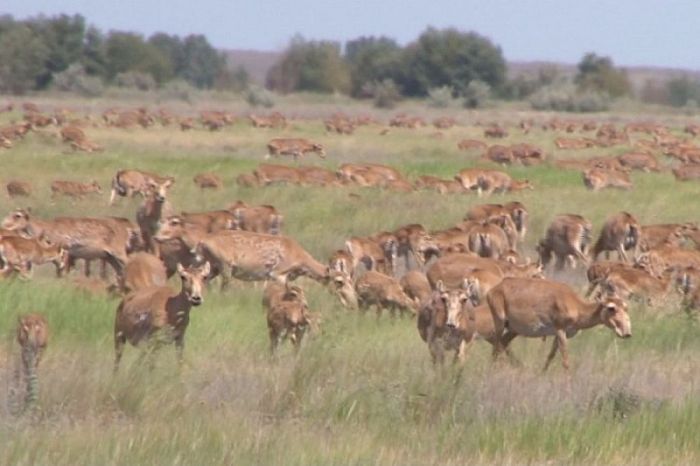 Сайгаки убежали в Россию: но и там их будут отстреливать