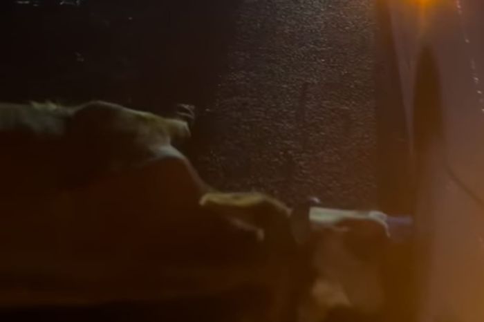 На "астраханке" два авто столкнулись с коровой 