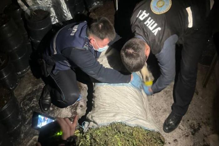 В Атырау изъято более 16 килограммов конопли