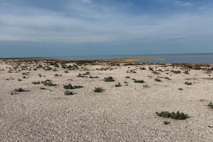 На острове Шалыга гибнут птицы