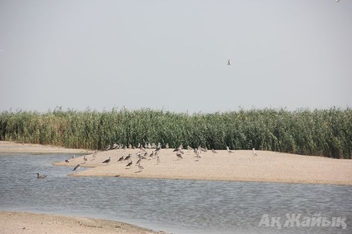 Версии гибели птиц на Шалыге — болезни, недоедание, хищники