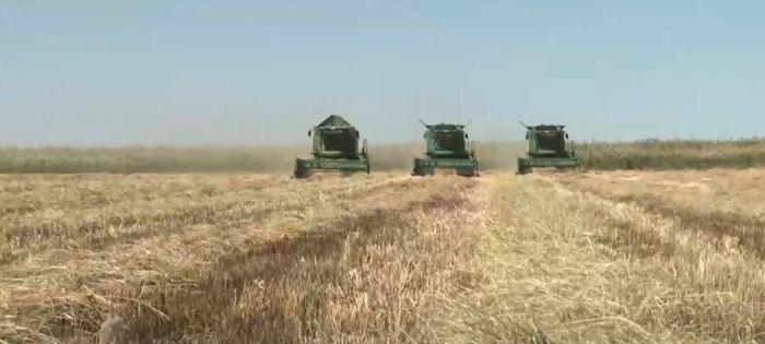 На юге Казахстана без разрешения поливали посевы риса