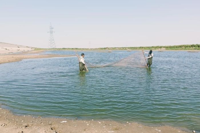 В Махамбете спасли три тысячи мальков рыб