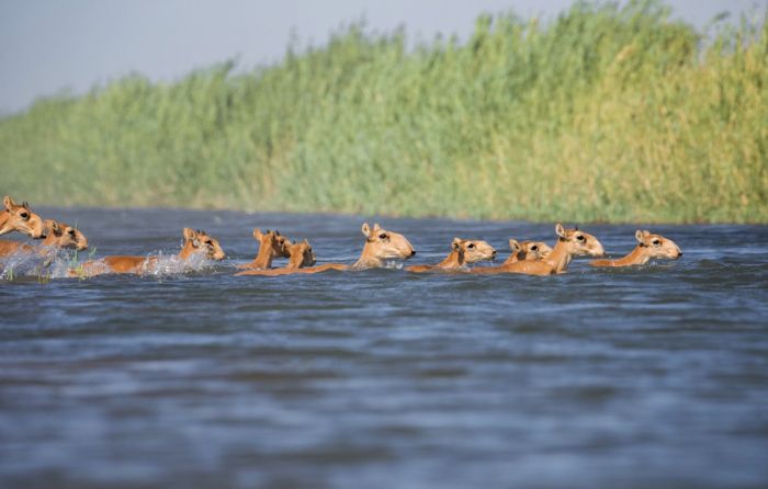750 тысяч сайгаков могут убить в 2025 году