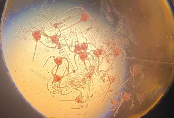 Чужеродная водоросль заселяет Каспий