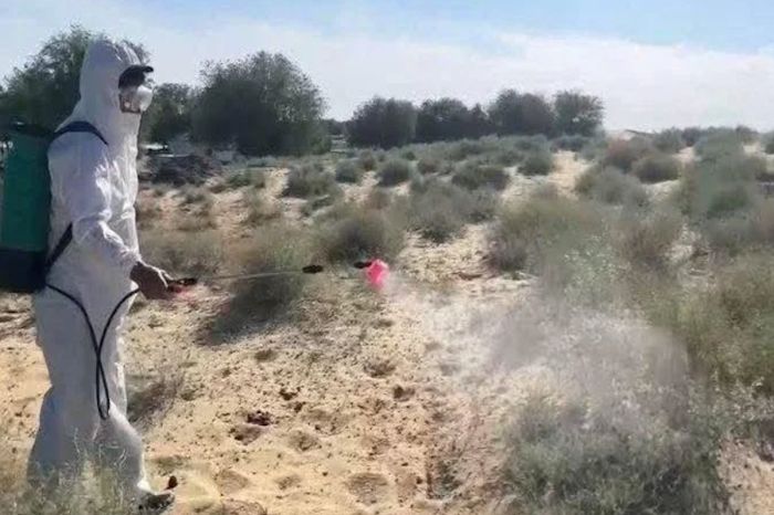 В Казахстане завершены работы по борьбе с саранчой