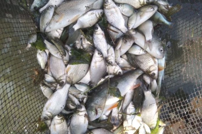 800 тысяч мальков спасли в Курмангазинском районе