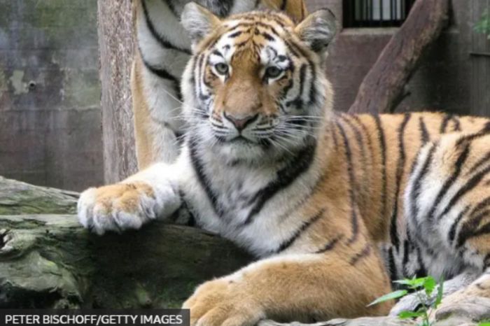 Датский зоопарк призвал сдавать ненужных питомцев на корм хищникам