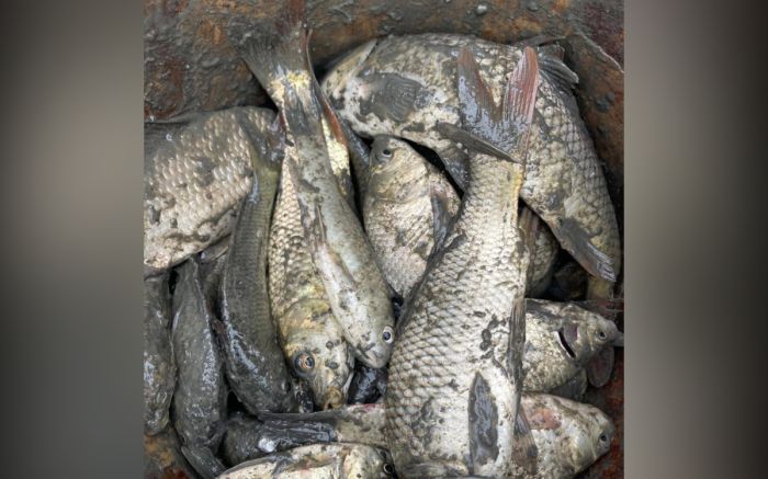 В Индере рыбу из пруда вернули в Урал