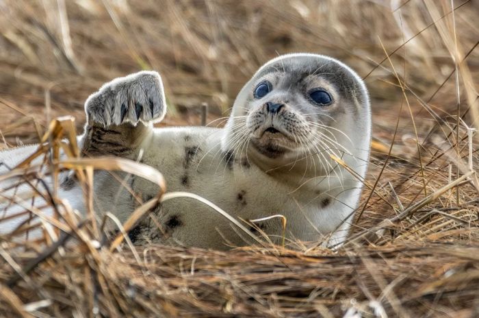 Каспий продолжает терять тюленей: почти 300 особей обнаружено мёртвыми с начала года