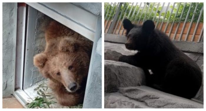 Алматинский зоопарк передал двух медведей в Екатеринбург