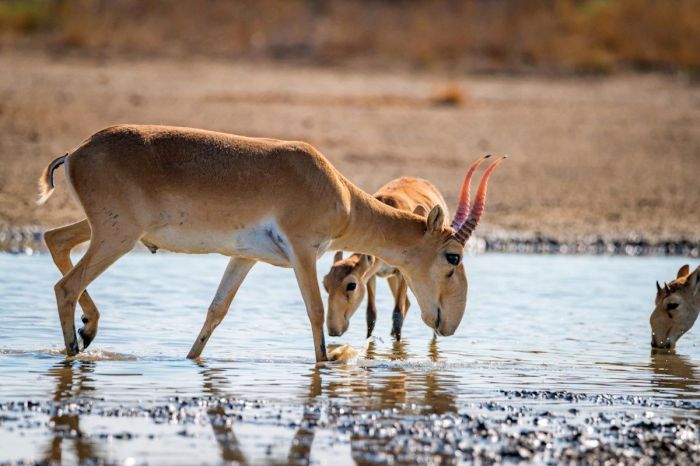 «Стоим по три часа»: ажиотаж вокруг продажи мяса сайгака в Казахстане