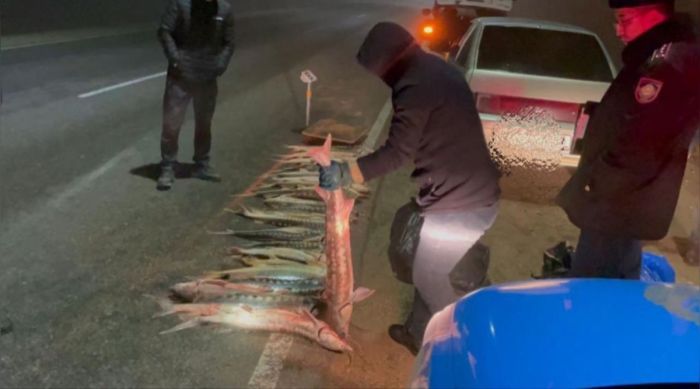 В Мангистау изъяли полтонны осетра