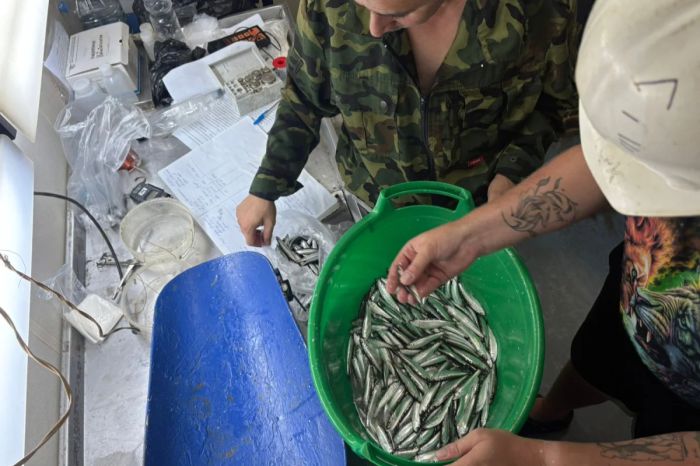 Учёные подсчитывают запасы кильки в Каспийском море