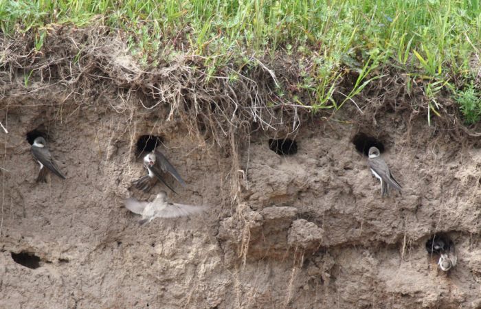 Птенцы против труб: битва, которую выиграла бюрократия