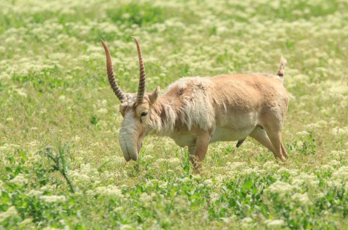 ФБРК требует прозрачности в торговле рогами сайгака: на кону более 1 трлн тенге