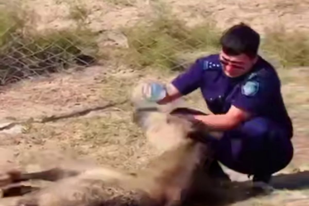 скриншот видео Polisia.kz скриншот видео Polisia.kz