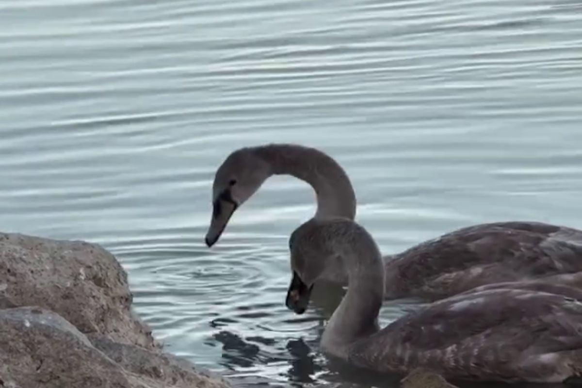 скриншот видео