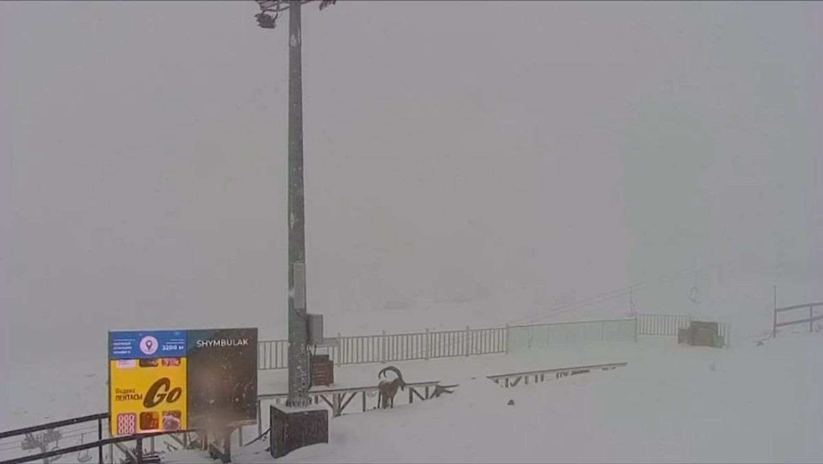 стоп-кадр видео стоп-кадр видео