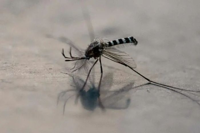 В России выявили первый случай лихорадки чикунгунья