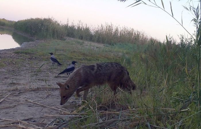 Шакал попал в фотоловушку в резервате «Акжайык»