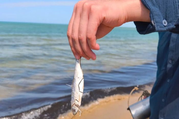 В Атырау браконьерам выписали штрафов на 21 млн тенге