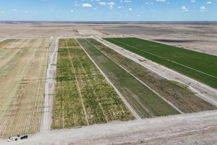 В Махамбетском районе урожай вышел обильным