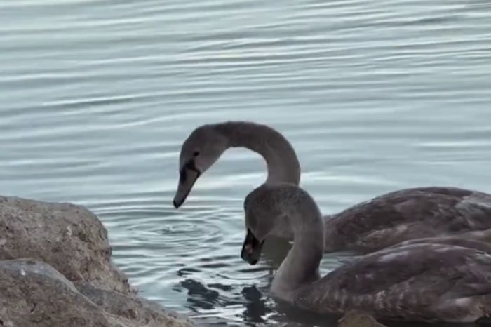 В Атырау спасли детенышей лебедей, оставшихся зимовать на реке