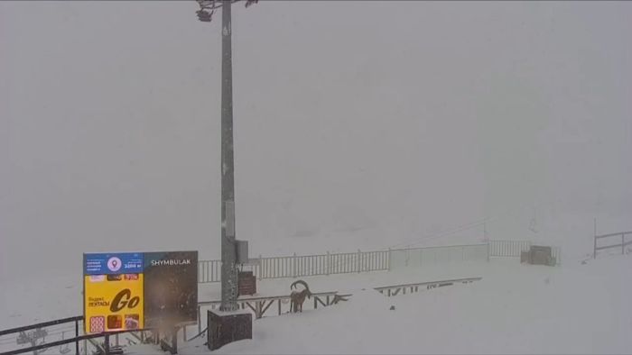 Горный козёл был замечен на Шымбулаке