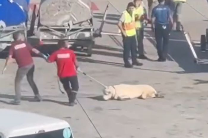 Гибель алабая на рейсе SCAT останется без последствий