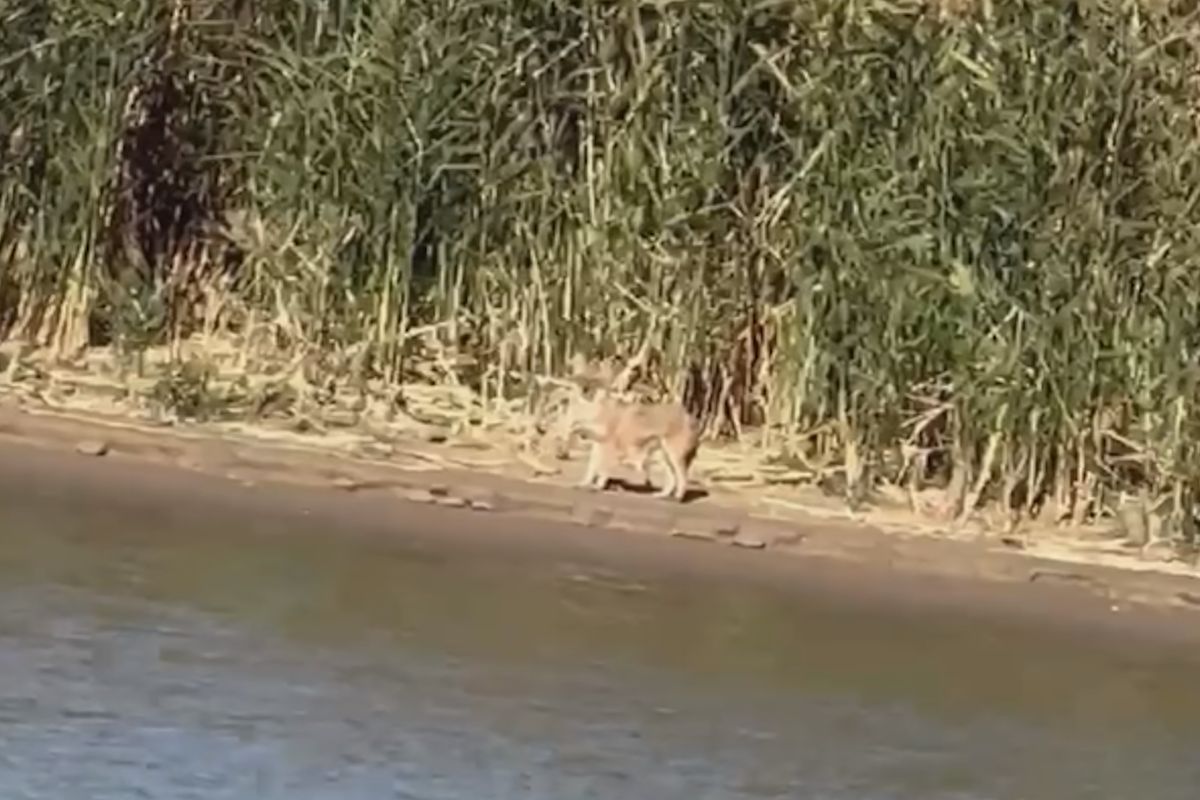 скриншот видео