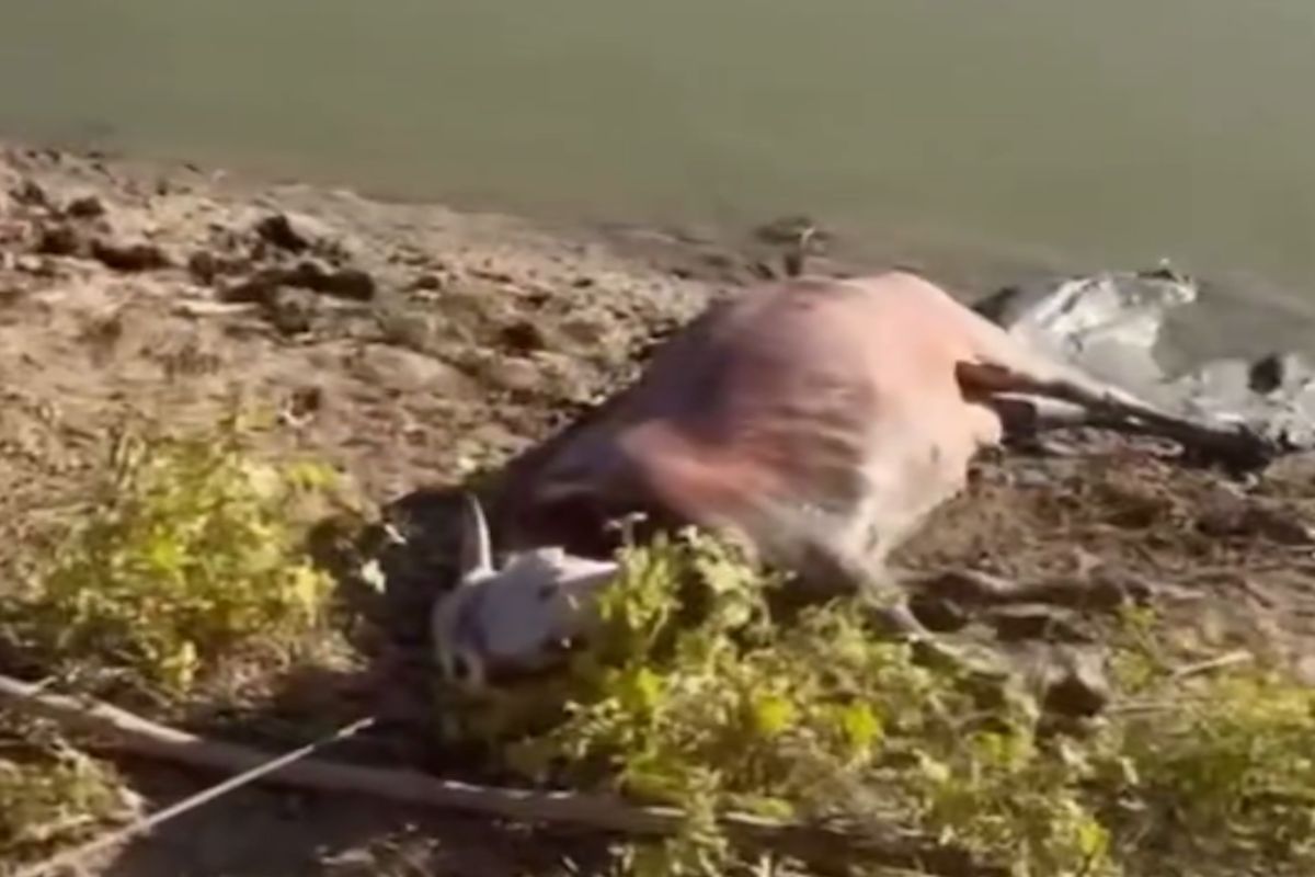 скриншот видео