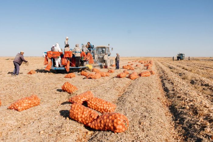В Атырауской области заготовят 50 тыс. тонн «соцовощей»