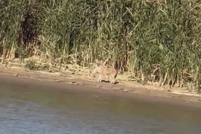 Туристы запечатлели шакала в резервате «Акжайык»