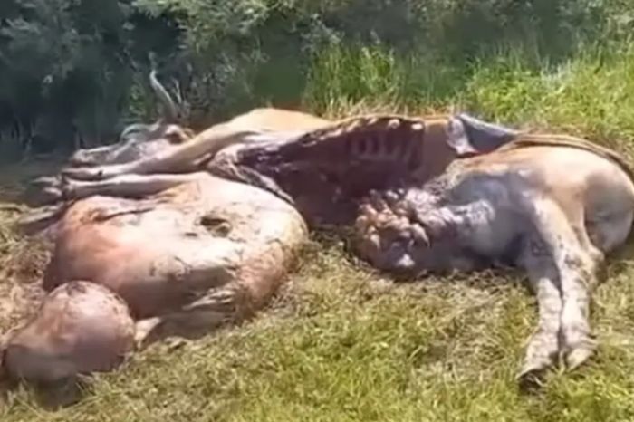 Медведи терроризируют пять сёл Абайской области