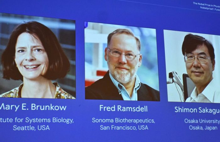 Стражи иммунитета: за что дали Нобелевку по медицине 2025