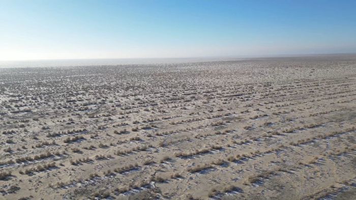 Саксаул на дне Аральского моря: озеленено 800 тысяч гектаров